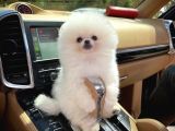 A Kalite Pomeranian Yavrularımız