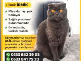 KAYIP ARANIYOR 