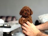 TOY POODLE BEBEKLER