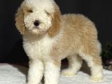 LABRADOODLE GOLDENDOODLE BEBEKLER