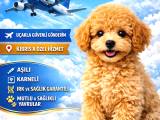 TOY POODLE BEBEKLER YUVALARA HAZIR