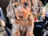 DACHSHUND ( SOSİS ) YAVRULAR 