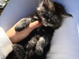 Maine coon yavruları 