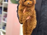 TOY POODLE BEBEKLER