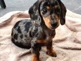 DACHSHUND ( SOSİS ) YAVRULAR 