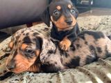 DACHSHUND ( SOSİS ) YAVRULAR 