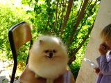 3 Adet Rus Pomeranian 
