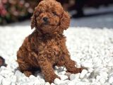 TOY POODLE BEBEKLER