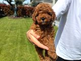 TOY POODLE BEBEKLER