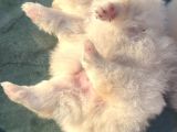 Pomerian