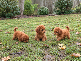 Minik Patiler Yeni Ailelerini Bekliyor ???? 2 Aylık Dişi ve Erkek Toy Poodle
